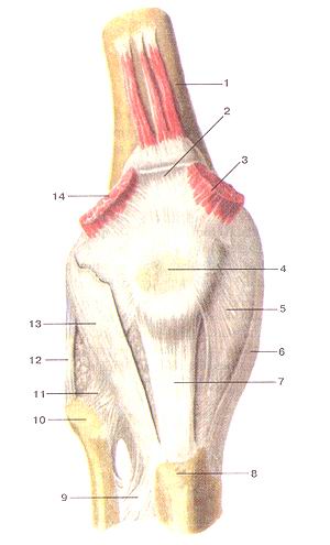  
  Рис. 89. Коленный сустав (articulartio genus), правый.
  Вид спереди.
  1-бедренная кость; 2-сухожилие четырехглавой мышцы бедра (отрезано); 3-мсдиальная 
  широкая мышца бедра (отрезана); 4-надколенник; 5-медиальная поддерживающая связка 
  надколенника; 6-большеберцовая коллатеральная связка; 7-связка надколенника; 
  8-буфистость большеберцовой кости; 9-межко-стная перепонка голени; 10-головка 
  малоберцовой кости; 11-пе-редняя связка головки малоберцовой кости; 12-малоберцовая 
  коллатеральная связка; 13-латеральная поддерживающая связка надколенника; 14-латеральная 
  широкая мышца бедра (отрезана).
  Fig. 89. Articulatio genus, правый. Вид спереди. 1-os lemons; 2-tendo m.quadricipilis 
  femoris(arpe3ano); 3-m.vastus medialis (отрезана); 4-patella; 5-retinaculum 
  patellae mediale; 6-liga-mentum collaterale tibiale; 7-ligamentum patellae; 
  8-tuberositas tibiae; 9-membrana interossea cruris; 10-caput fibulae; 11-ligamentum 
  capi-tis fibulae antcrius; 12-ligamentum collaterale fibulare; 13-retinaculum 
  patellae laterale; 14-m.vastus lateralis (отрезана).
  Fig. 89. Right knee joint. Anterior aspect.
  1-thigh bone (lemur); 2-tendon of quadriceps muscle of thigh (cut off); 3- vastus 
  medial (cut off); 4-patella; 5-medial patellar retinacula; 6-tib-ial collateral 
  ligament; 7-patellar ligament; 8-tibial tuberosity; 9-interosseous membrane 
  of leg; 10-head of fibula; 11-anterior ligament of fibular head; 12-tlbular 
  collateral ligament; 13-lateral patellar reti-naculum; 14- vastus lateral (cut 
  off).